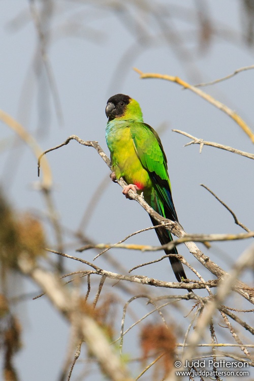 Nanday Parakeet, West Delray Regional Park, Florida, United States